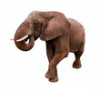 Photo: Elephant Isolated Elephant Isolated