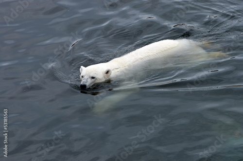 Photo: белый медведь в воде белый медведь в воде