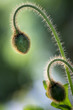 Knospen von Islandmohn (papaver nudicaule) im Garten