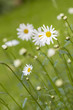 Margeriten im Rasen