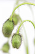 Knospen von Islandmohn (papaver nudicaule)