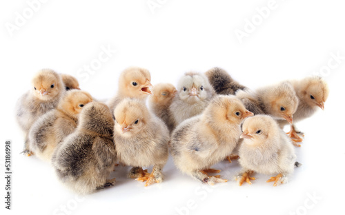 Photo: young chicks young chicks