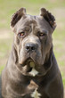 Cane corso dog