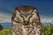 Isolated Owl on the mountain background