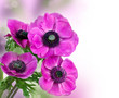 Beautiful purple anemone flower