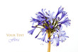 Beautiful Floral Background