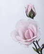 Beautiful rose with buds