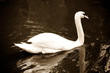 Cigno