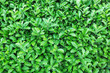 Foto: Natural green leaf texture Natural green leaf texture