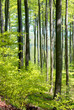 Laubwald im Juni