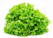 Fresh green lettuce isolated