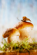 still life with white boletus mushrooms  macro