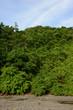 Nature in tropical rainforest in Panama