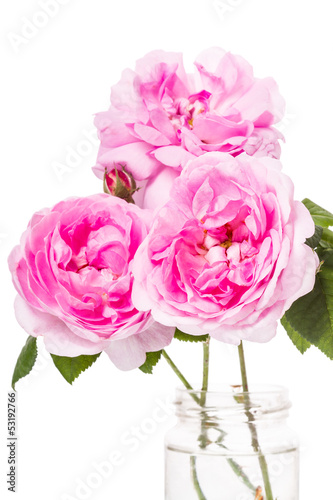 Photo: Dog-rose pink flowers Dog-rose pink flowers