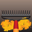 Rake and autumn leaves