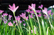 Rain Lily