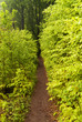 canvas print picture - On the Hiking Trail Eifelsteig