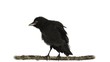 Young western jackdaw perched on a branch