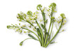 Foto: Chinese broccoli Chinese broccoli