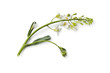 Foto: Twig of Kai Lan flowers Twig of Kai Lan flowers