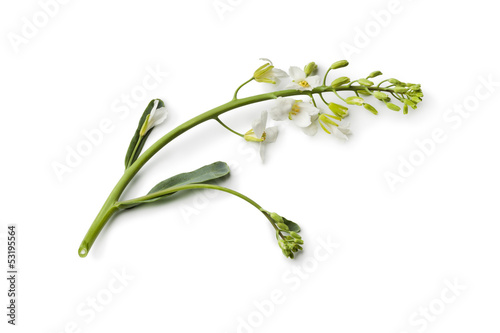 Photo: Twig of Kai Lan flowers Twig of Kai Lan flowers