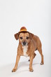 Lustiger Hund