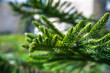 Fur-tree branch