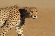 canvas print picture Stalking Cheetah