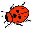 Ladybird
