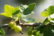 gooseberries
