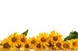 Heliopsis