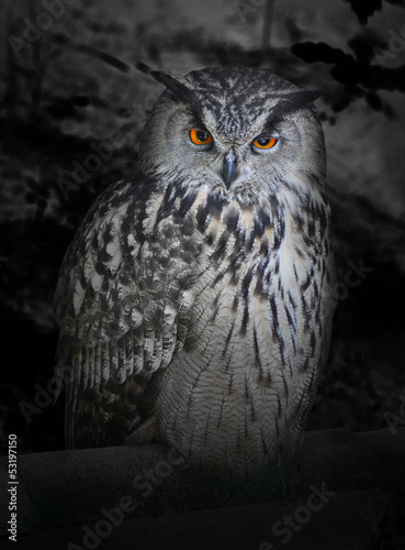 The evil eyes in the night. ( Eagle Owl, Bubo bubo).