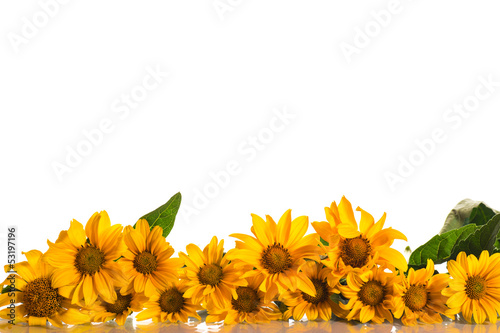 Photo: Heliopsis Heliopsis