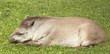 Tapir