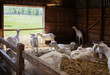  goals in barn
