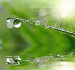 Fresh grass with dew drops close up