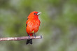 Scarlet Plumage