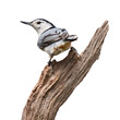 Back Turn Nuthatch
