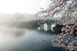 霧と桜の風景