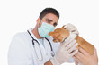 Foto: Male vet examining the ear of a chihuahua Male vet examining the ear of a chihuahua