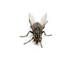 Foto: macro of fly macro of fly