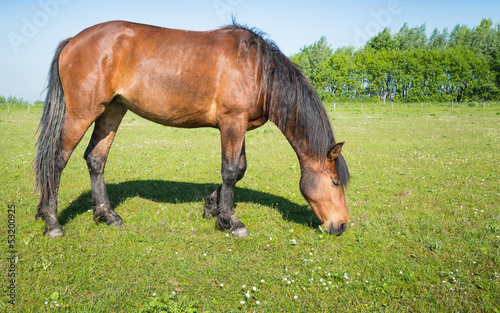 Photo: Grazing brown horse in the sunny meadow Grazing brown horse in the sunny meadow