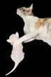 Cornish Rex Mother Cat Hugging Its Baby Kitten
