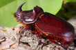 Oryctes nasicornis, Nashornkäfer