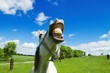 horse in the corral showing teeth