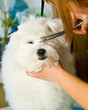 Foto: Grooming Maltese dog Grooming Maltese dog