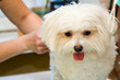 Foto: Grooming Maltese dog Grooming Maltese dog