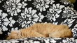 Cat sleeping