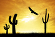 Cactus in the desert