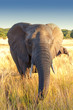 Curious Elephant